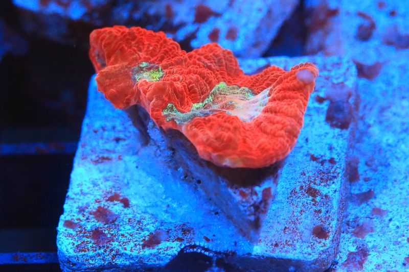 Trooping the Colour WYSIWYG