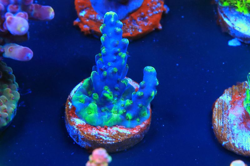 Jack Frost acropora