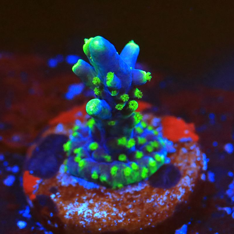 Jack Frost acropora