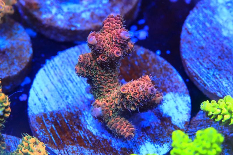 Red rainbow Acropora Millepora Broodstock microcolony WYSIWYG