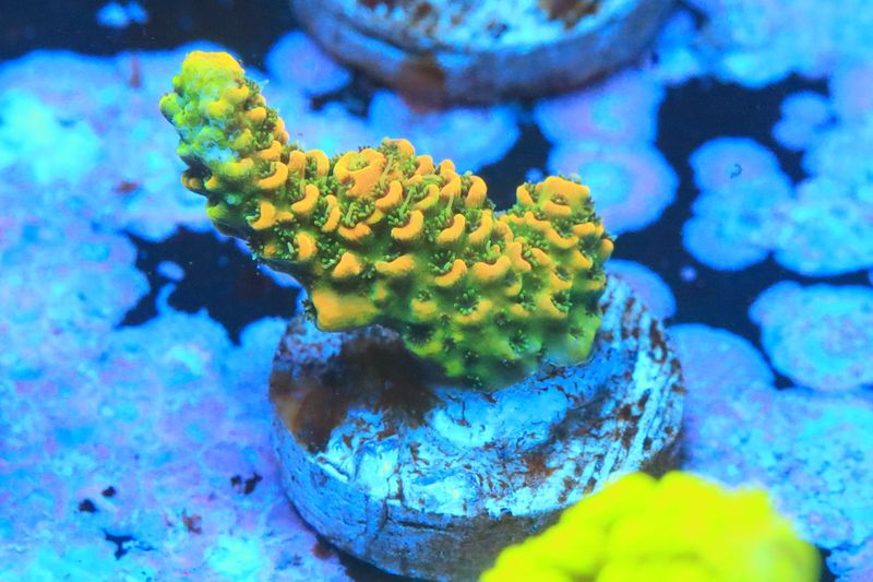 Sunset Millepora (acropora) WYSIWYG