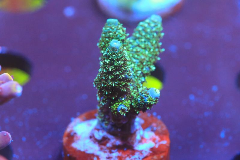Blue devil Acropora