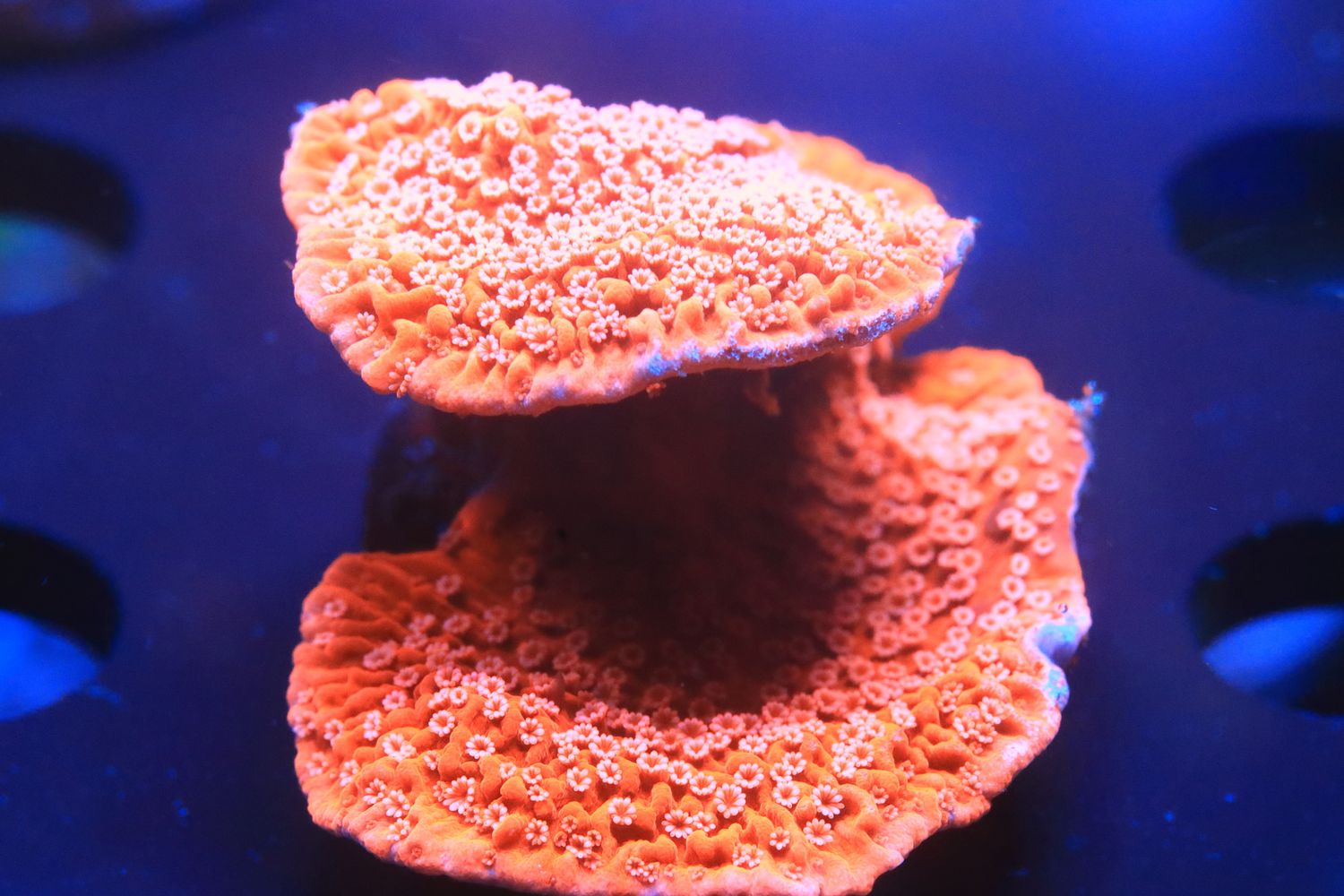 Red/Orange Monti capricornis with white polyps WYSIWYG