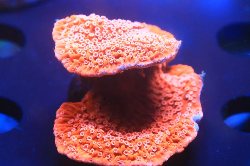 Red/Orange Monti capricornis with white polyps WYSIWYG