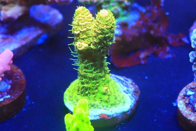 Sunset Millepora (acropora) WYSIWYG