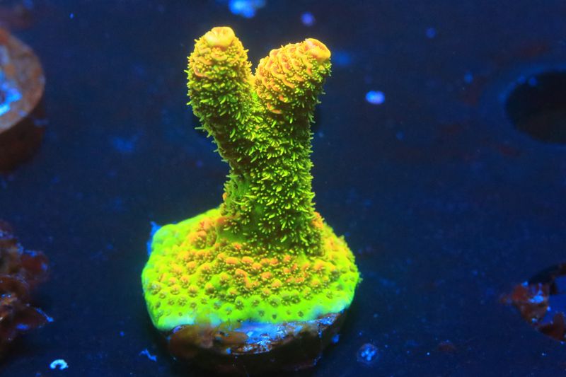 Sunset Millepora (acropora) WYSIWYG