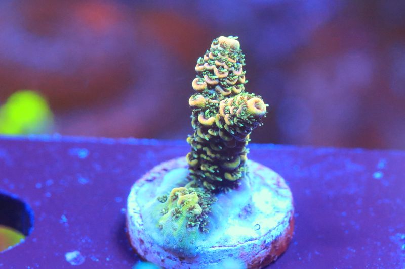 Acropora Millepora (acropora) WYSIWYG