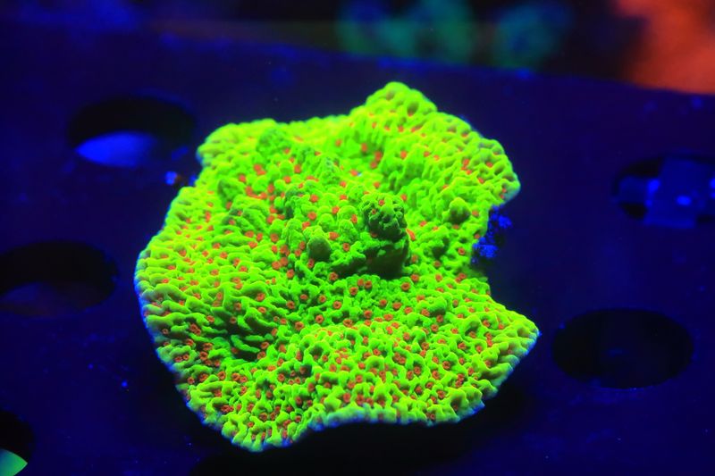 Strawberry Fields Montipora Medium