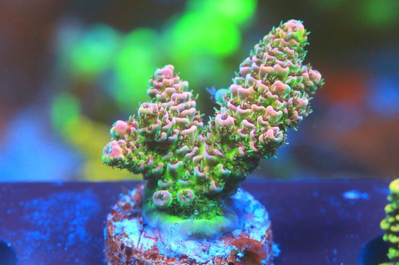 Pink Hyacinthus WYSIWYG