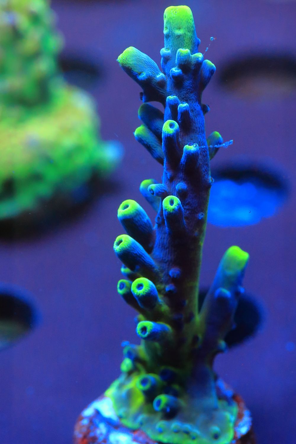 Fiddlesticks Acropora