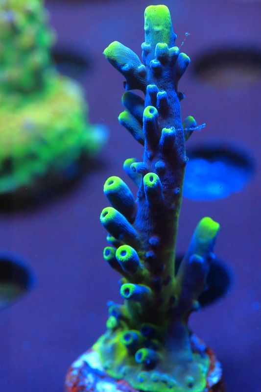 Fiddlesticks Acropora