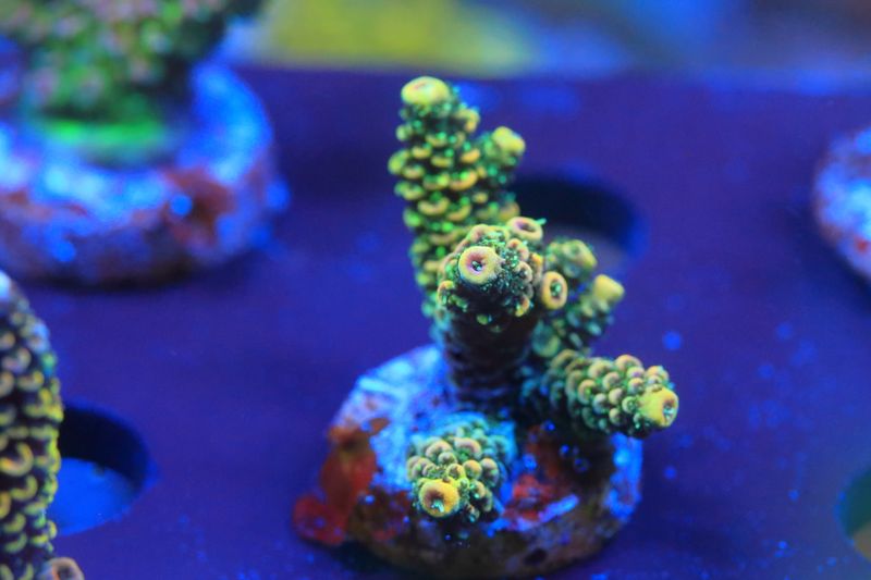 Acropora Millepora (acropora) WYSIWYG