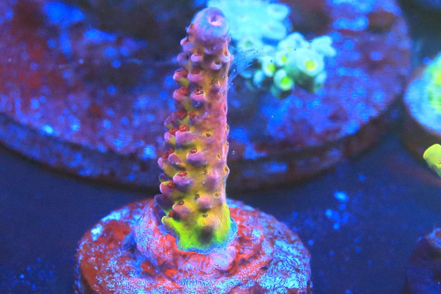 PC Rainbow Acropora WYSIWYG PC Rainbow Acropora WYSIWYG