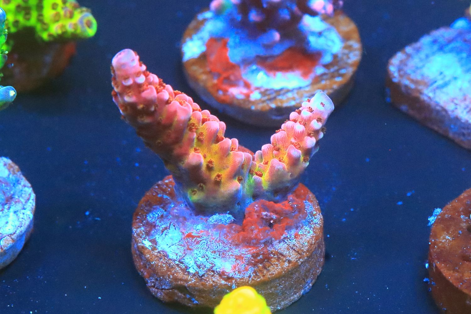 PC Rainbow Acropora WYSIWYG PC Rainbow Acropora WYSIWYG