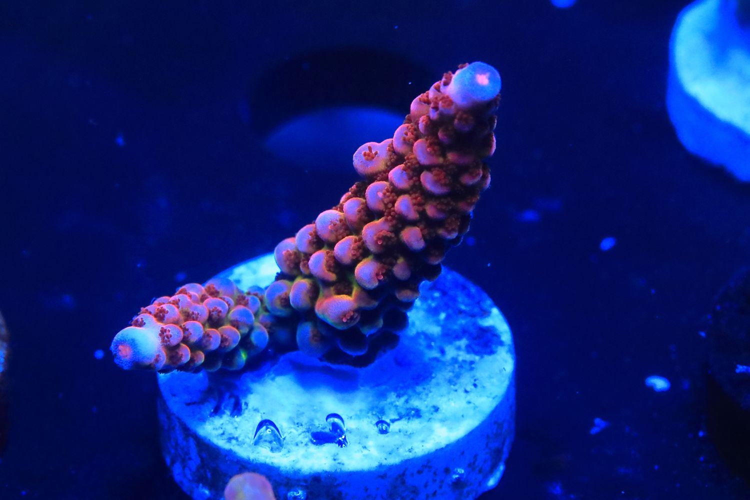 PC Rainbow Acropora WYSIWYG PC Rainbow Acropora WYSIWYG
