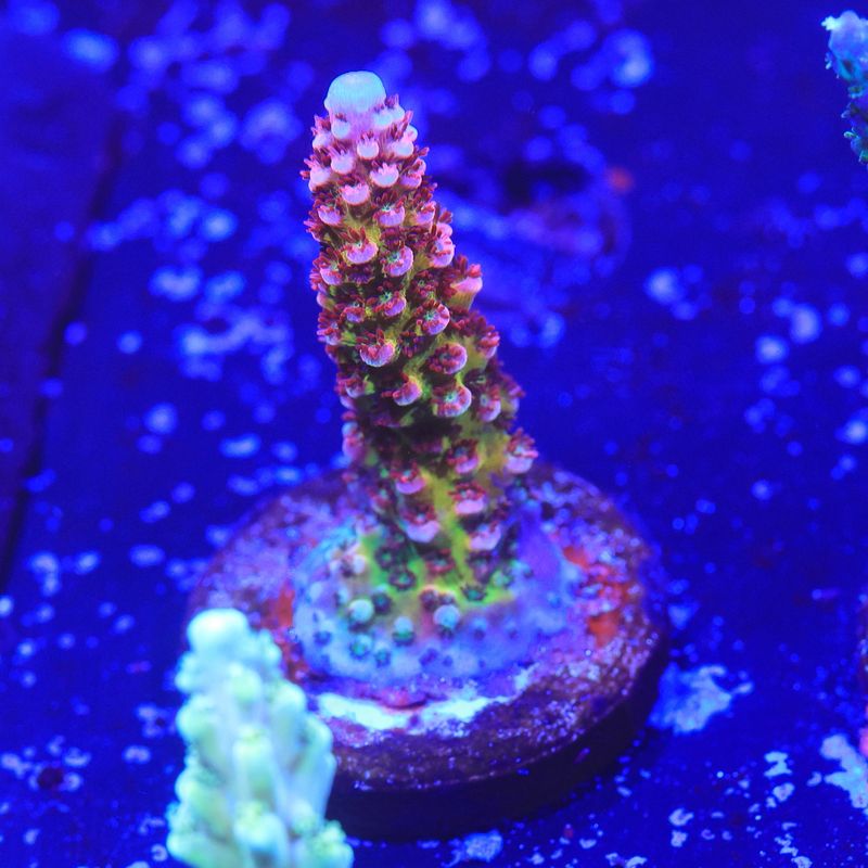 PC Rainbow Acropora WYSIWYG PC Rainbow Acropora WYSIWYG