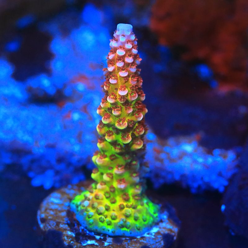 PC Rainbow Acropora WYSIWYG