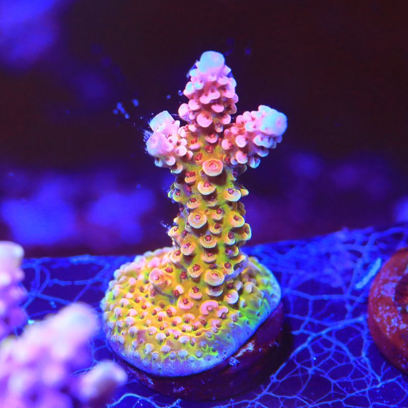 PC Rainbow Acropora WYSIWYG