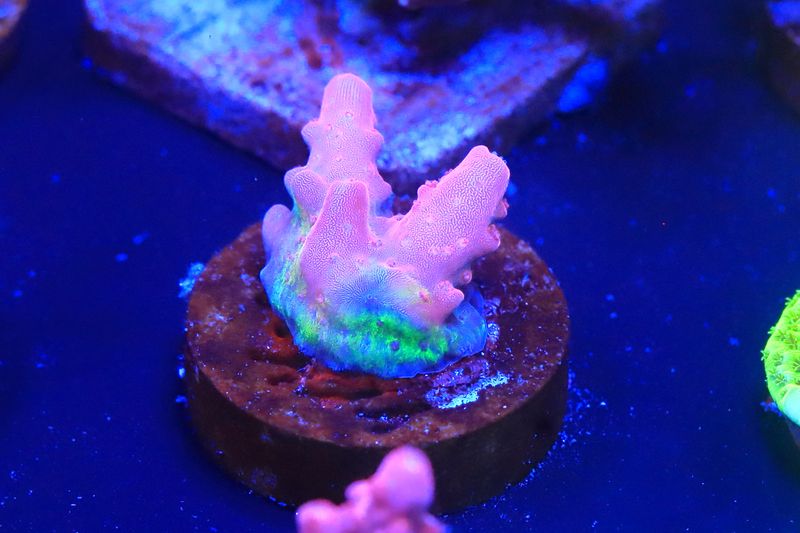 Baphomet (acropora) WYSIWYG