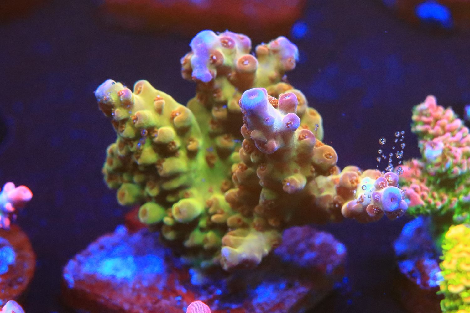 Purple helmet orange pants WYSIWYG Purple helmet orange pants WYSIWYG