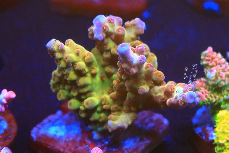 Purple helmet orange pants  WYSIWYG