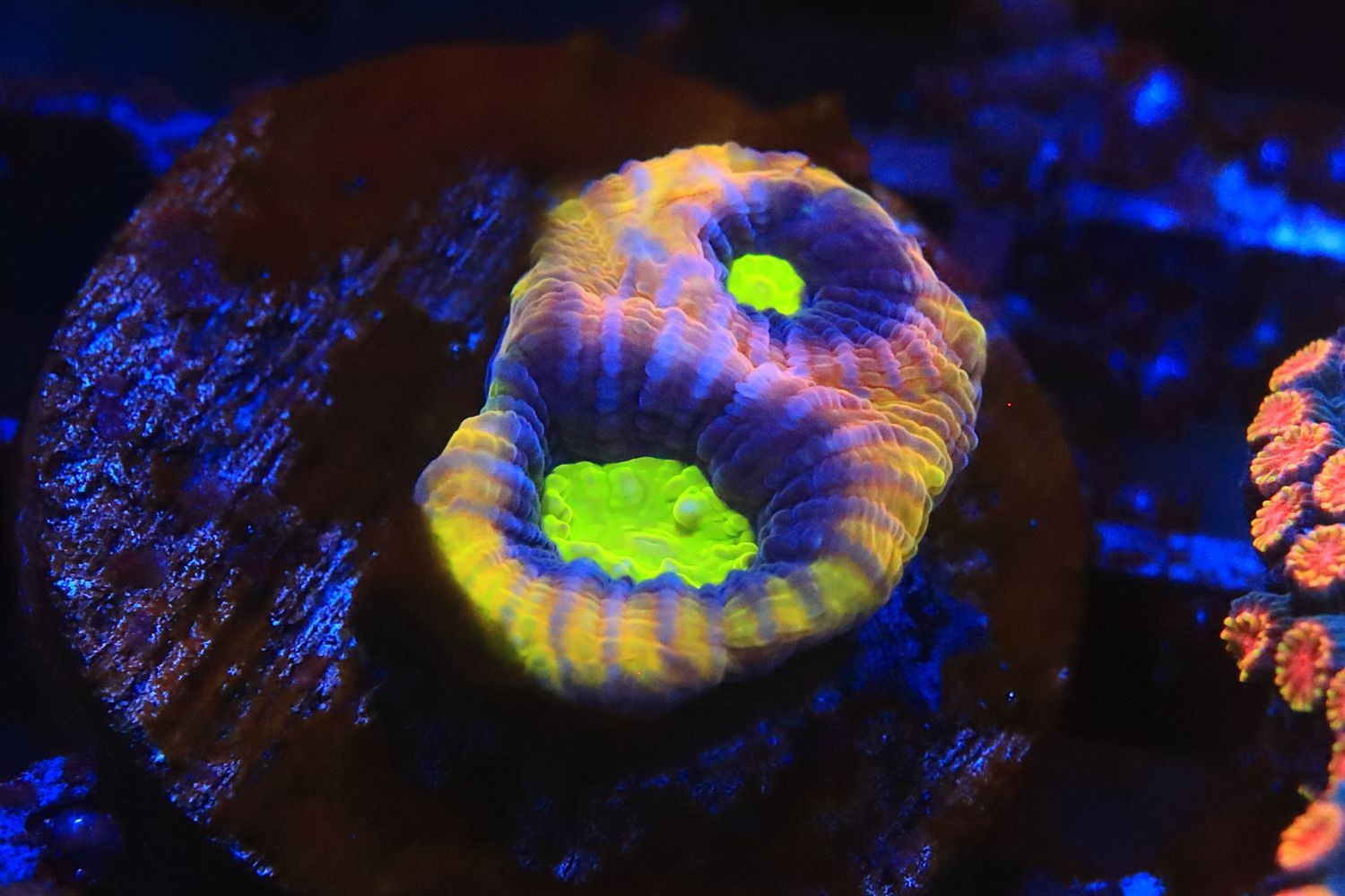 Dragon Soul Favia double polyp