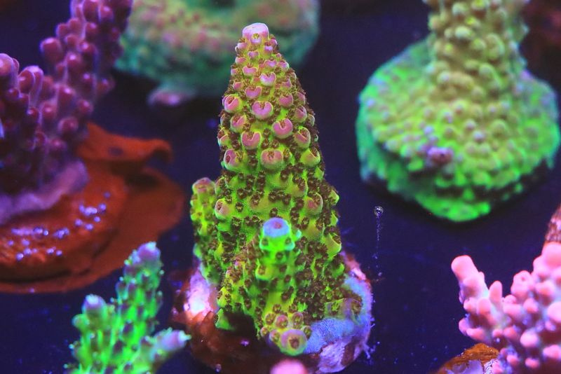 General Gogol Acropora WYSIWYG