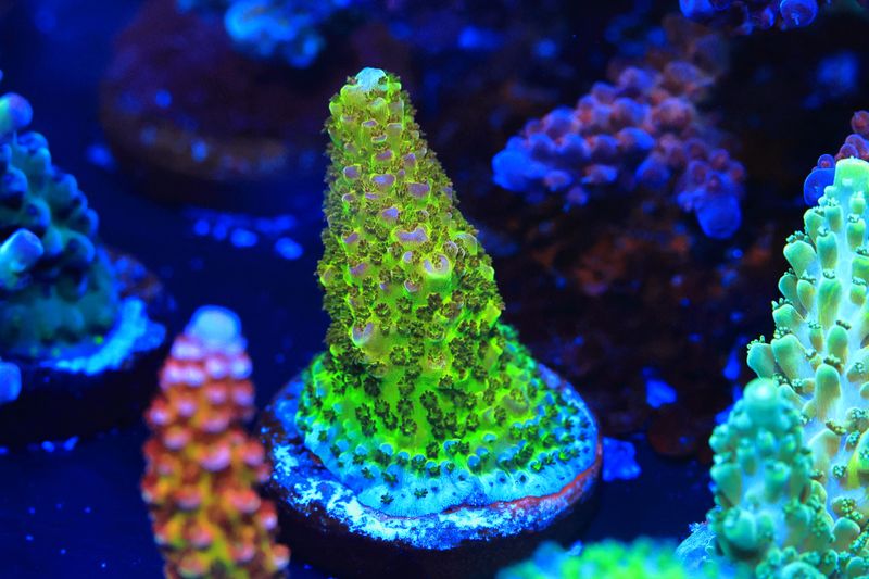 General Gogol Acropora WYSIWYG