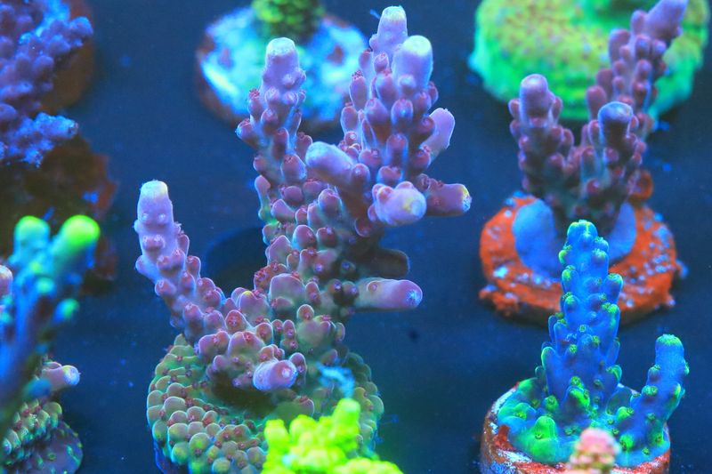 St Nicholas Acro Large WYSIWYG