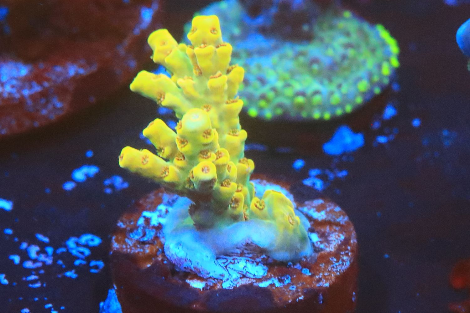 Banoffee  Acro WYSIWYG