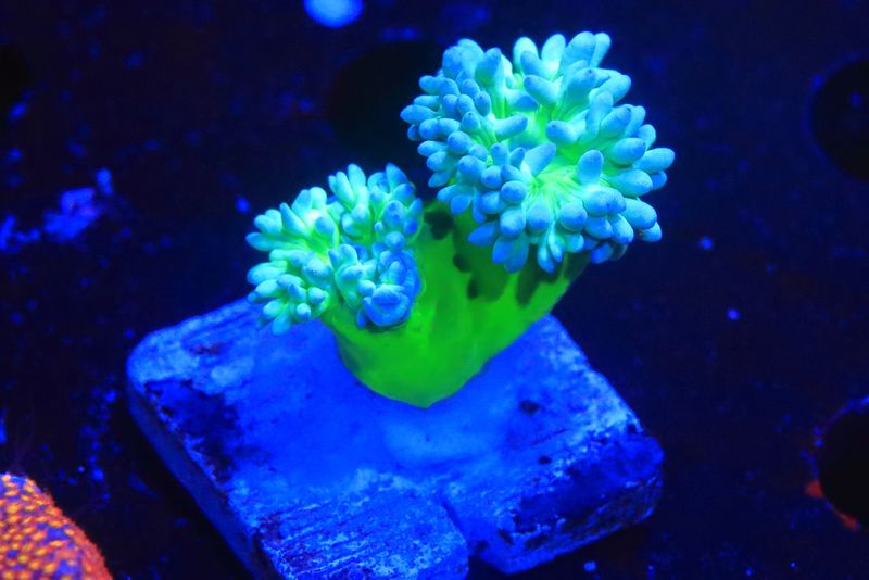 Green flouro Duncan WYSIWYG