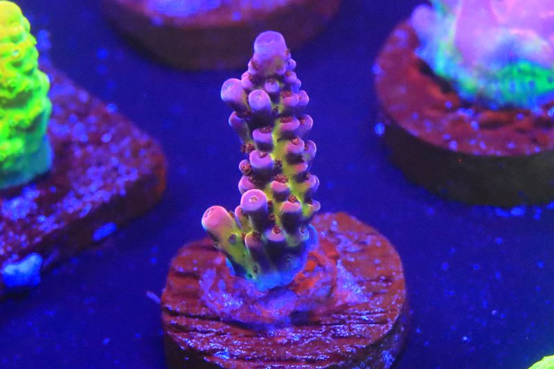 PC Rainbow Acropora WYSIWYG