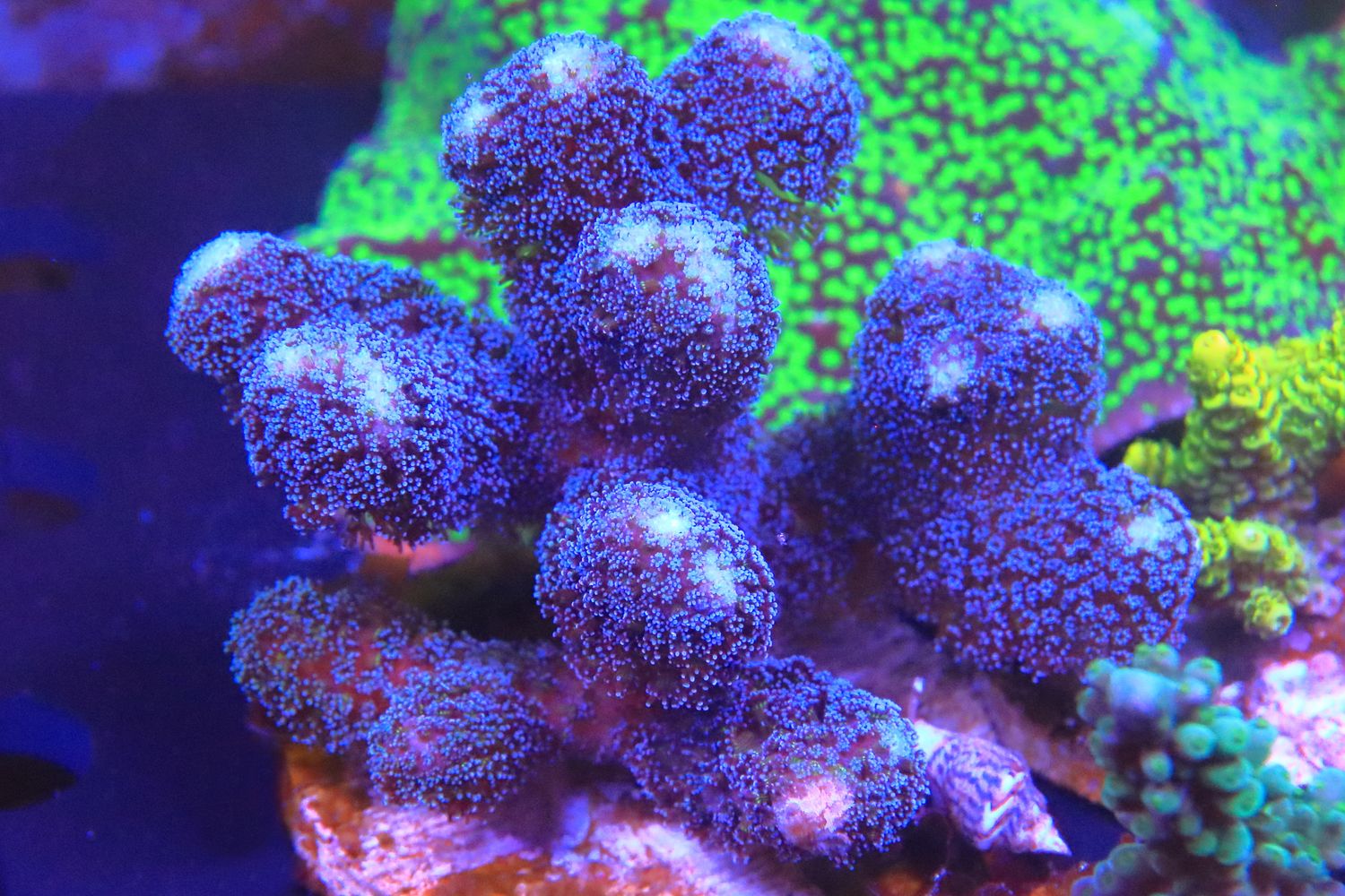 Milka Stylophora (Purple) WYSIWYG small colony