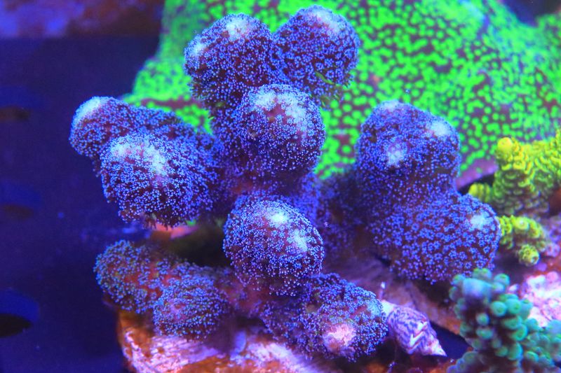 Milka Stylophora (Purple) WYSIWYG small colony