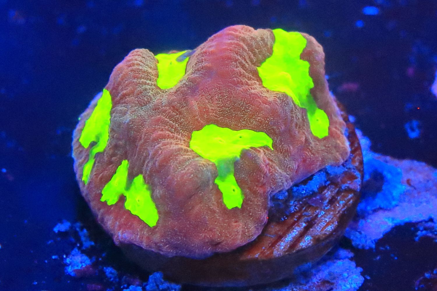 Little red and green goniastrea