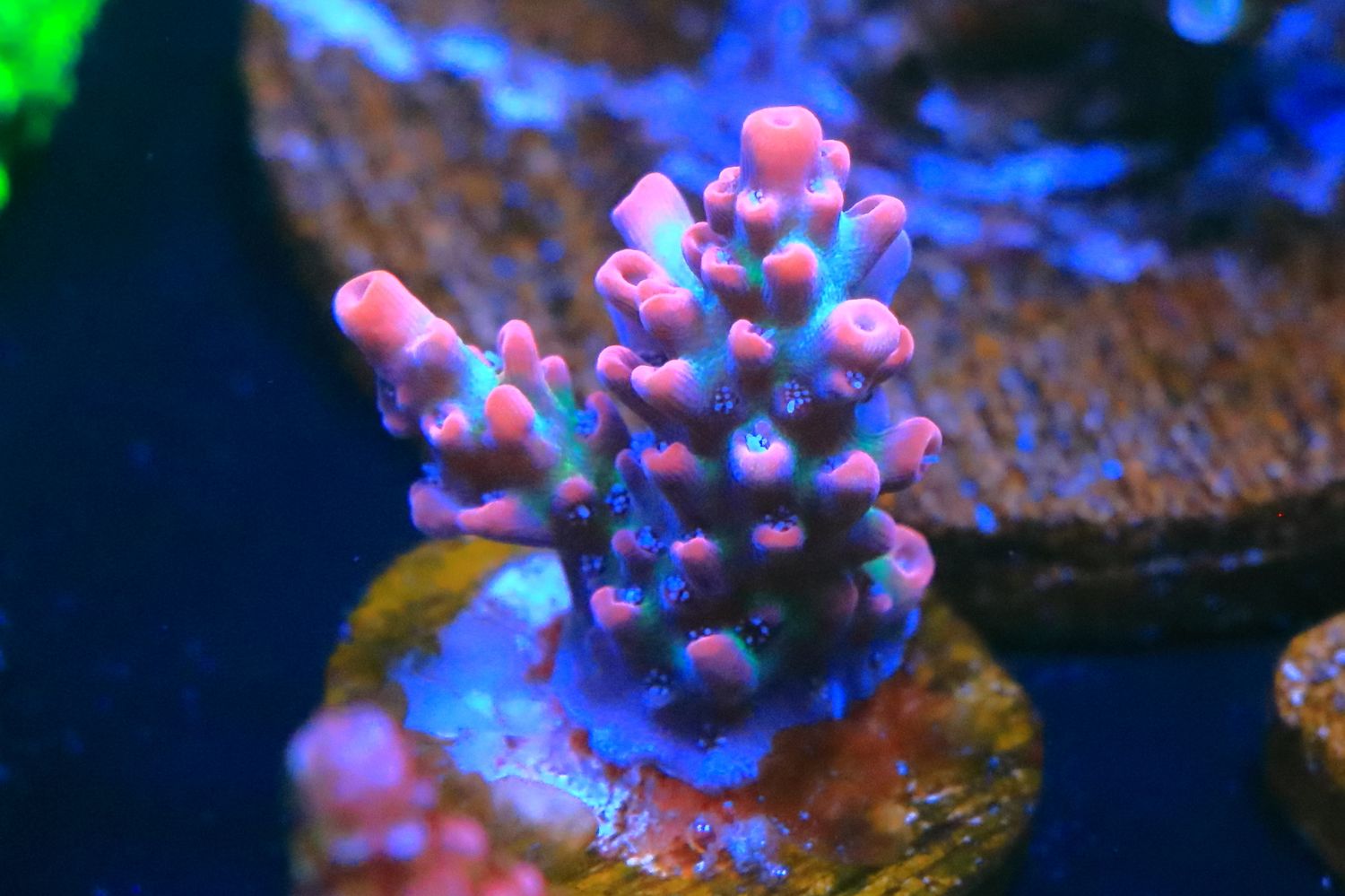 Strawberry Shortcake Acropora  WYSIWYG
