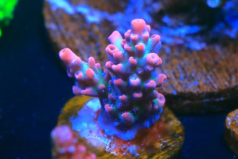Strawberry Shortcake Acropora  WYSIWYG