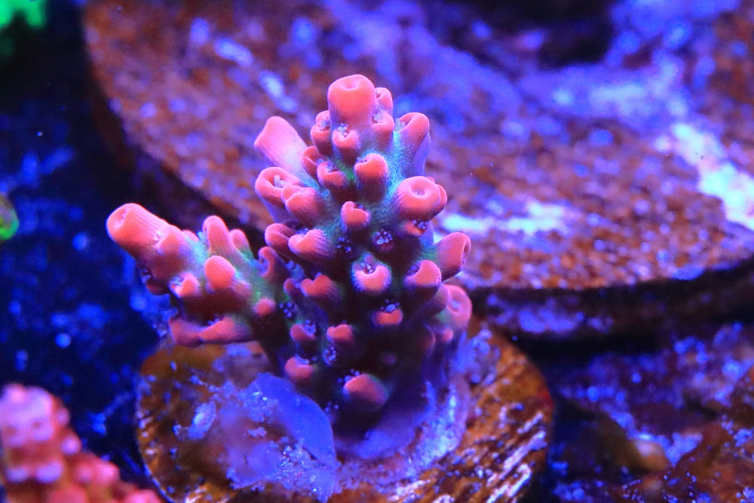 Strawberry Shortcake Acropora  WYSIWYG