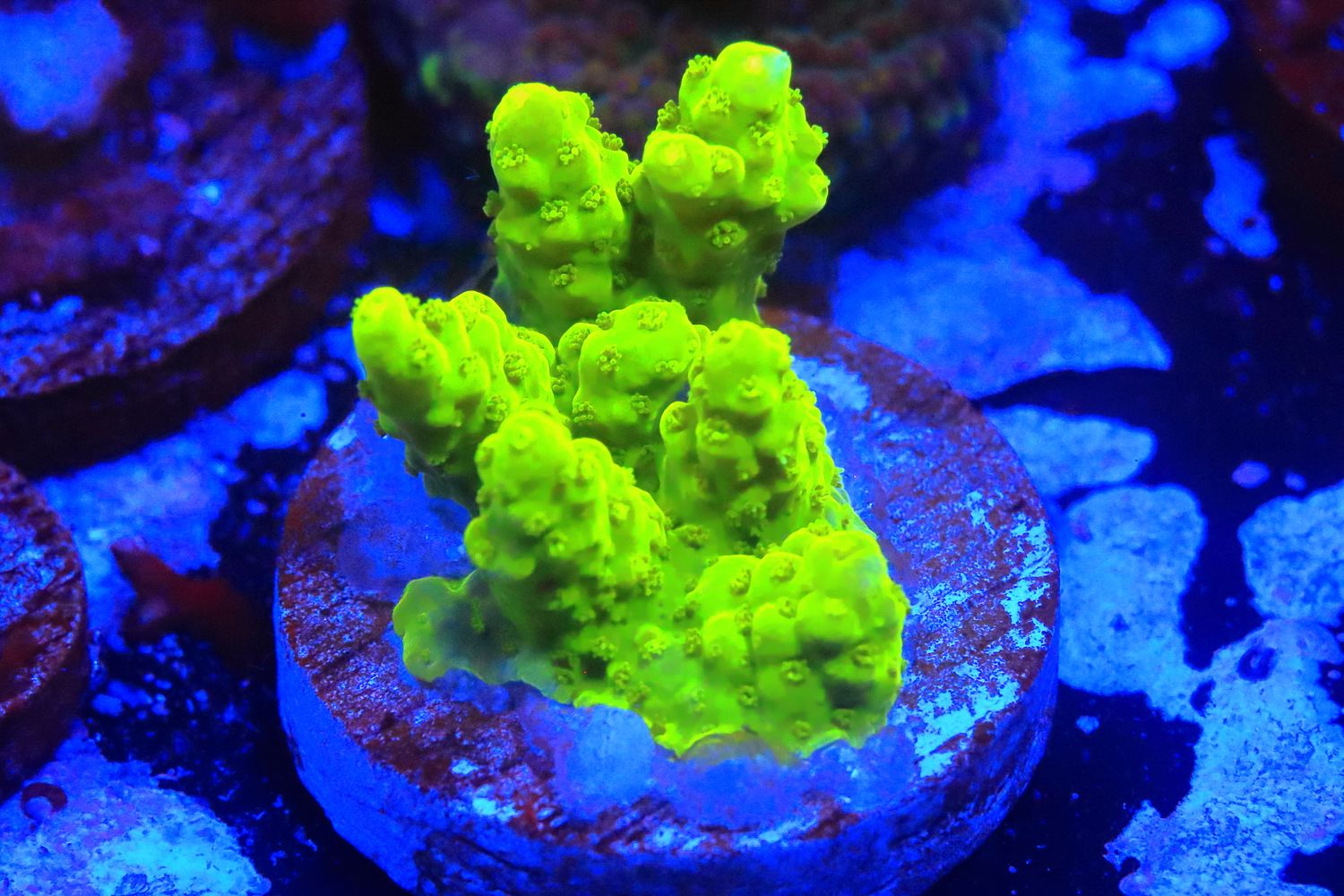 Yellow Efflo Acro  WYSIWYG