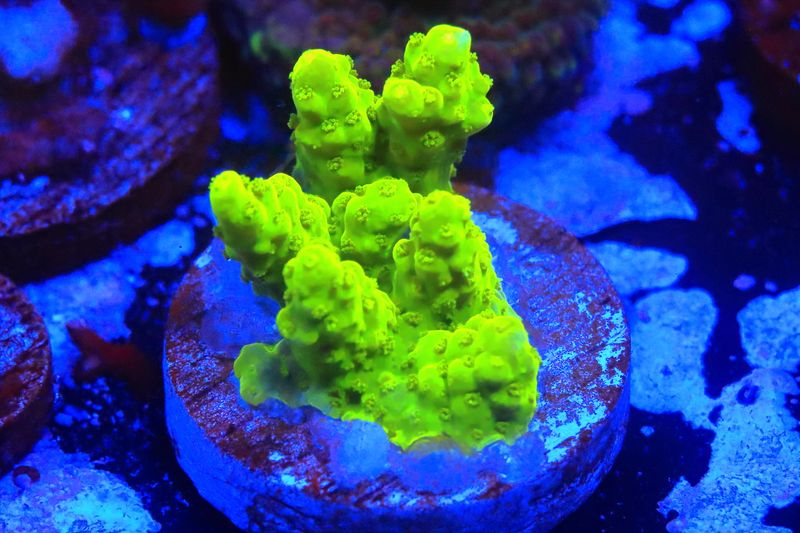 Yellow Efflo Acro  WYSIWYG