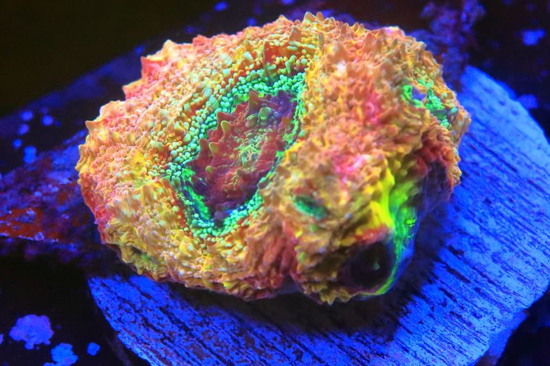 Ultra grade Homophyllia Bowerbanki WYSIWYG