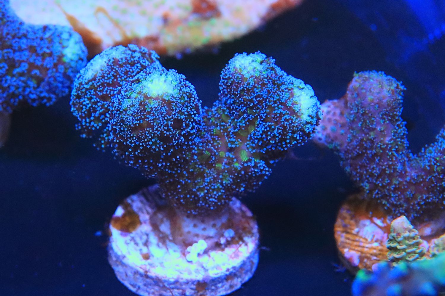 Blue Stylophora (not Milka)