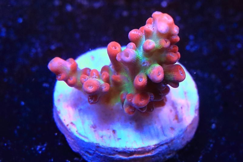 Strawberry Shortcake Acropora  WYSIWYG