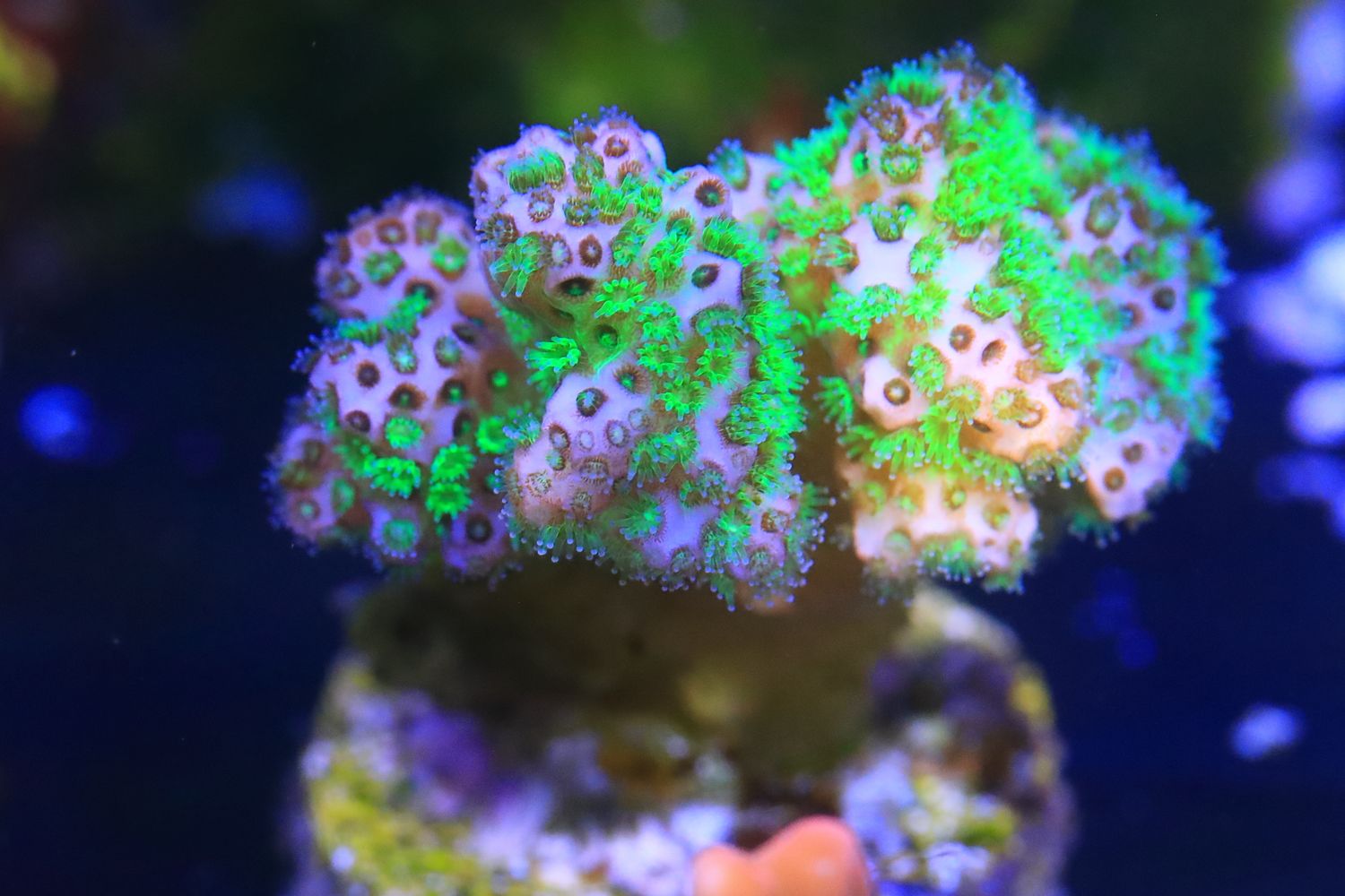 Pink tip fluoro pocillopora M