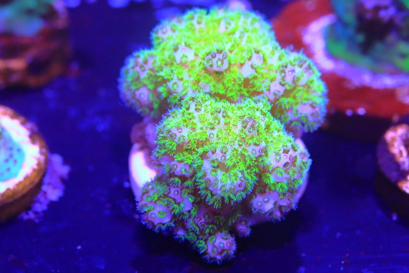 Pink tip fluoro pocillopora M