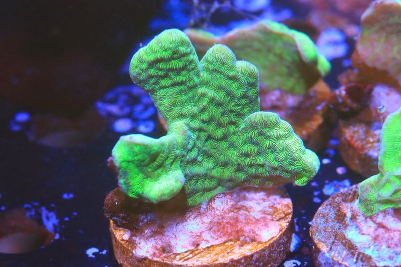Pavona Cactus