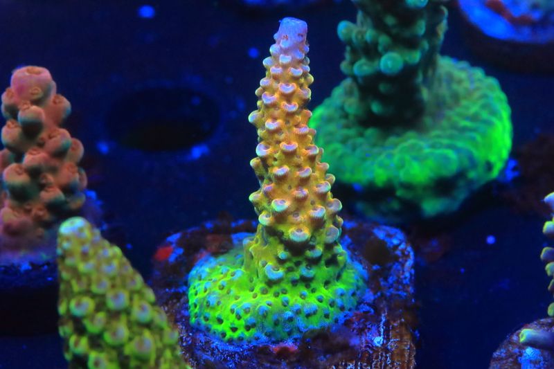 PC Rainbow Acropora WYSIWYG