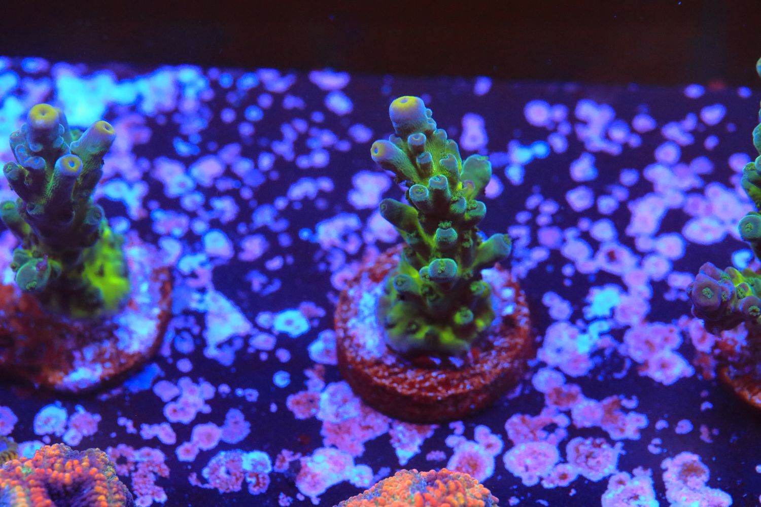 Yellow tip acropora austera Small Yellow tip acropora austera Small