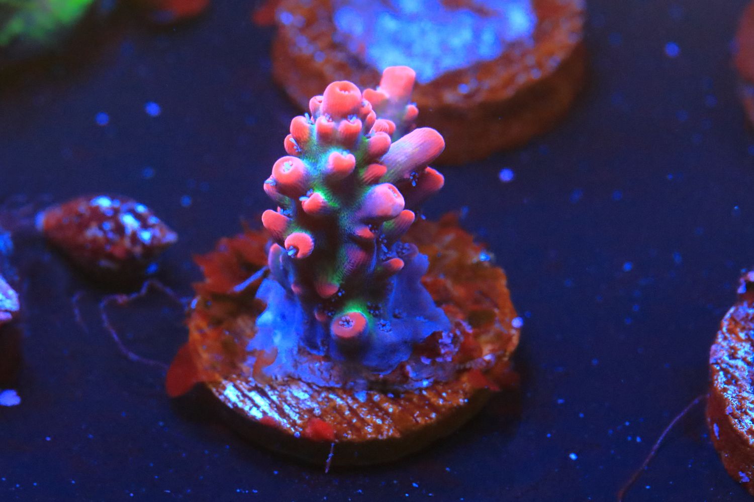 Strawberry Shortcake Acropora  WYSIWYG