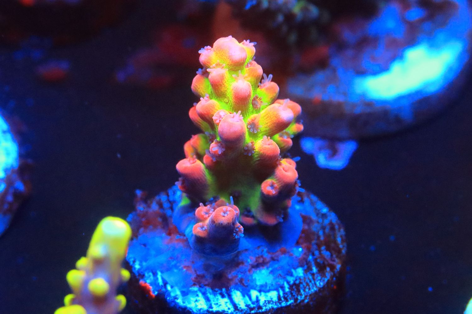 Strawberry Shortcake Acropora  WYSIWYG